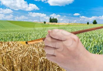 harvesting concept - hand with paintbrush paints golden ripe wheat in green field