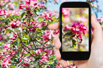 garden concept - farmer photographs picture of pink flowers on blossoming apple tree on background on smartphone