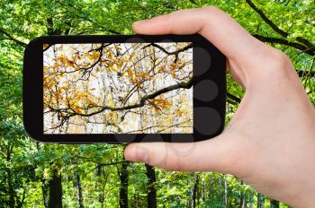 nature concept - tourist photographs picture of change of summer and autumn seasons on smartphone