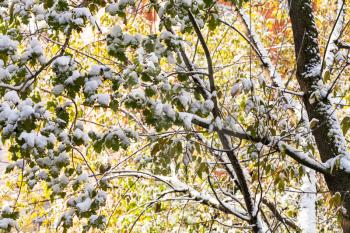 first snow on tree branches in autumn day