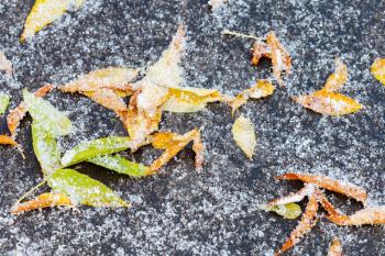 frozen leaf litter under first snow on asphalt path in autumn