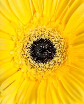 natural background - center of yellow gerbera flower close up