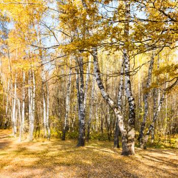 glade in birch forest in sunny autumn day