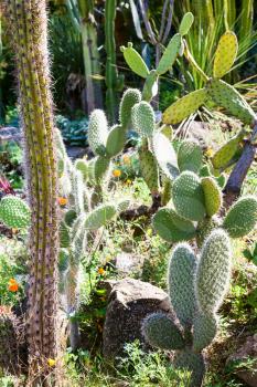plantation of opuntia cactuses illuminated by sunlight outdoors