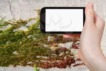 season concept - hand holds smartphone with cut out screen and ivy plant on plastered wall in sunny autumn day on background