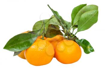 twigs with fresh ripe abkhazian mandarines isolated on white background
