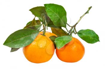 twigs with fresh ripe abkhazian tangerines isolated on white background