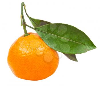 one fresh ripe abkhazian tangerine with leaves isolated on white background