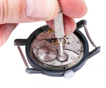 adjusting old mechanic wristwatch - watch repairer repairs old watch isolated on white background