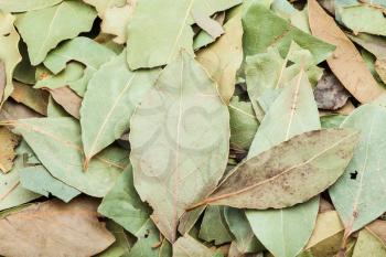 food background - dried green aromatic bay leaves close up