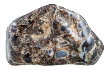 macro shooting of natural mineral stone - polished pebble of turritella agate (jasper) from Madagascar gemstone isolated on white background