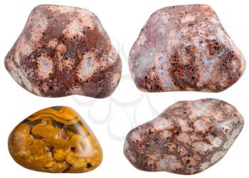 set of various leopard skin jasper natural mineral stones and gemstones isolated on white background