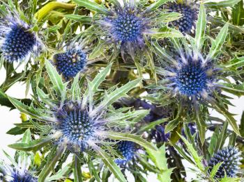 above view of blue Thistle (eryngium) blossoms bouquet on white background