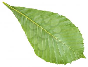 back side of Aesculus hippocastanum tree (horse chestnut, conker tree) green leaf isolated on white background
