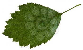 green leaf of Crataegus mollis (Downy Hawthorn , Red Hawthorn) shrub isolated on white background