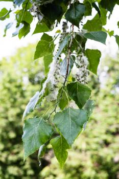 twig of poplar tree (populus nigra, black poplar) with poplar fluff on catkins - the source of the allergy