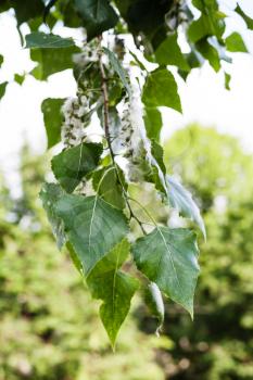 leaves of poplar tree (populus nigra, black poplar) and fluff on catkins - the source of the allergy