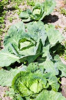 heads of cabbage in garden in sunny summer day