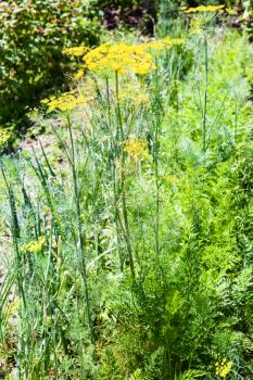 bed with spicy herbs in garden - yellow flowers of dill, green onions, parsley
