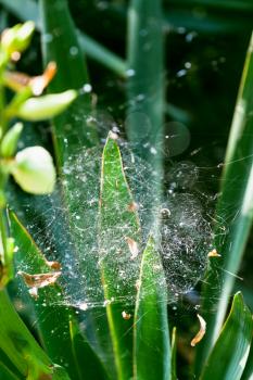 spider web on the leaves of iris in sunny summer day
