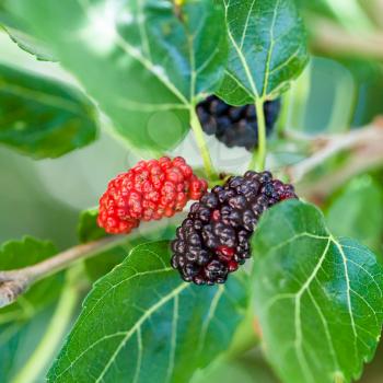 ripe black and red berries on Morus tree (black mulberry, blackberry, Morus nigra) close up