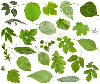 set of varuious green leaves isolated on white - , apple, fern, hazel, larch, oak, birch, dog-rose, quince, buxus,, strawberry, grape, cherry, raspberry, rubus, poplus, maple, acer, lime, ash, etc