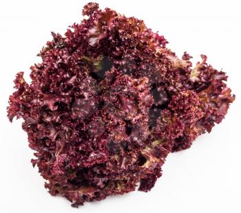 bunch of fresh red leaf lettuce lollo rosso on white background