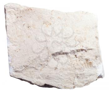 macro shooting of sedimentary rock specimens - chemogenic Limestone mineral isolated on white background
