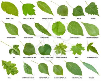 collection of green leaves of trees and shrubs with names isolated on white background