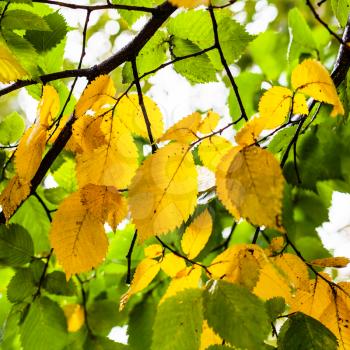 green and yellow leaves of Elm tree in rainy autumn day