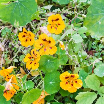yellow flowers and green leaves of nasturtium (Tropaeolum) on flowerbed in autumn day