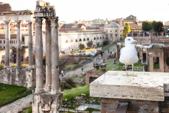 travel to Italy - urban seagull and ruins of Forum of Caesar on background on Roman Forums in Rome city