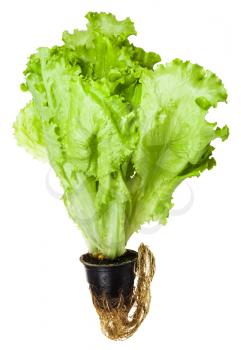 fresh green leaf lettuce grown in pot isolated on white background