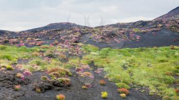travel to Italy - first vegetation on volcanic land of Mount Etna in Sicily in summer day