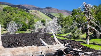 travel to Italy - burned tree in hardened lava flow on slope of Etna volcano in Sicily