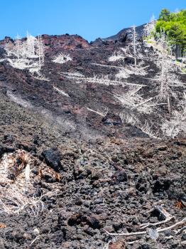 travel to Italy - view of hardened lava flow on slope of Etna volcano with burned trees in Sicily