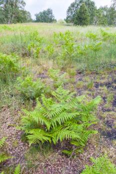 travel to Italy - green fern on slope of Etna volcano in Sicily in summer day