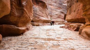 Travel to Middle East country Kingdom of Jordan - stone paved Al Siq passage to ancient Petra city in winter