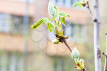 buds and young green leaves on twig of horse chestnut tree ( aesculus hippocastanum) in city in spring day