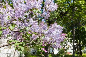 travel to Ukraine - lilac twigs with flowers in yard of Saint Sophia Cathedral in Kiev city in spring