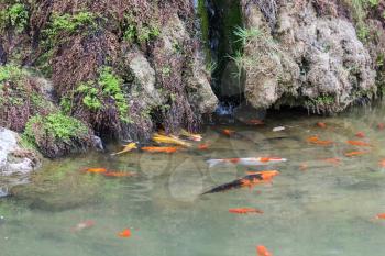 travel to China - gold fishes in Yi river in longmen grottoes in spring season