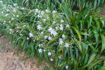 travel to China - wet green bushes with white lily flowers in spring rain in rainforest area of Dazhai Longsheng Rice Terraces (Dragon's Backbone terrace, Longji Rice Terraces)