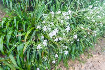 travel to China - wet bushes with white lily flowers in spring rain in rainforest area of Dazhai Longsheng Rice Terraces (Dragon's Backbone terrace, Longji Rice Terraces)