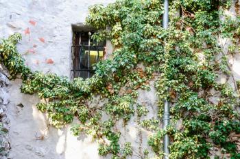 Travel to Provence, France - green ivy on wall of medieval house in Eze town