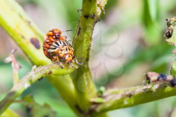 pair of colorado beetles on potato bush close up in garden in summer season