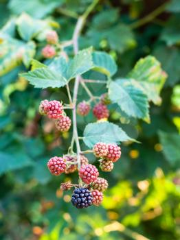 view of blackberries on twig in summer season in Krasnodar region of Russia