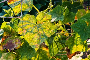 leaves of cucumber plantation damaged by spider mite in garden at summer sunset in Krasnodar region of Russia