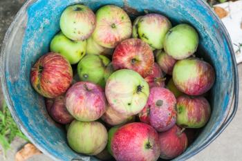 top view of bucket with fresh windfall apples in summer
