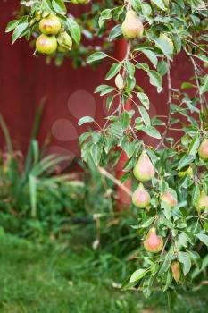 twig of pear tree with fruits on backyard in summer season in Krasnodar region of Russia