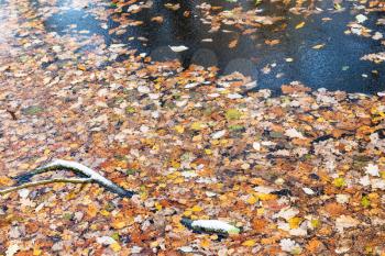 many fallen leaves on frozen water surface of forest river in cold autumn day
